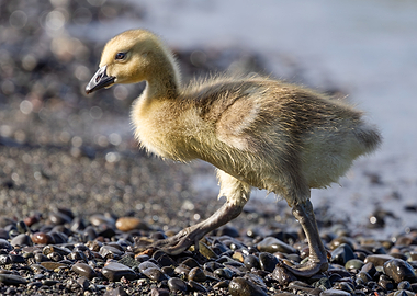 Gosling Back from a Swim