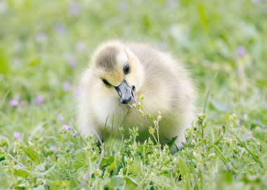 Hungry Gosling