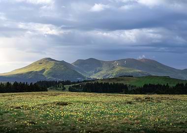 Sancy, Auvergne - Field of Daffodils with Mountains