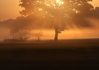 Misty Sunrise Over a Field