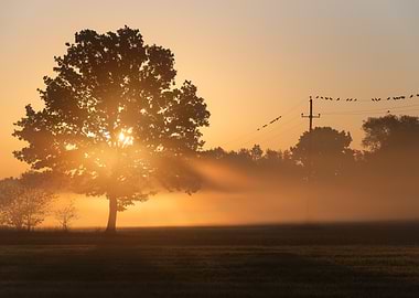 Sunrise over misty field with tree