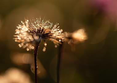 Dewdrops on a Dandelion Seed Head