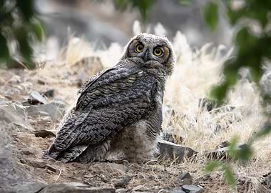 Young Great Horned Owl by the Trail