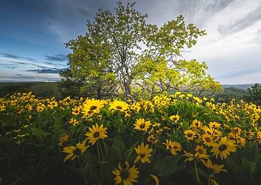 Field of Yellow Flowers Under a Tree