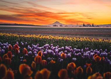 Tulip Field at Sunrise