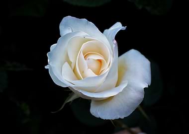 Ivory Rose – Midnight Elegance