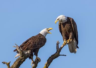 Bald Eagles Lovers' Quarrel