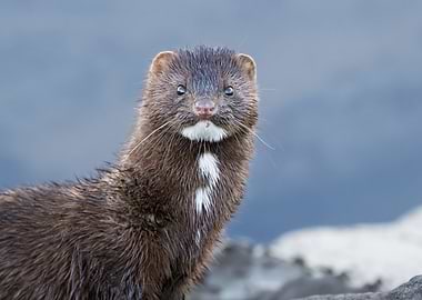 Mink Portrait