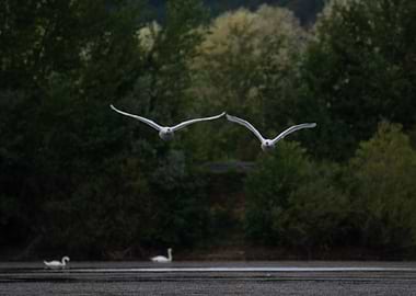 Two Swans Flying Over Water