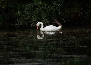 Swan on a dark lake