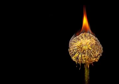 Charred Life