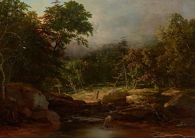 Deer drinking from a forest stream