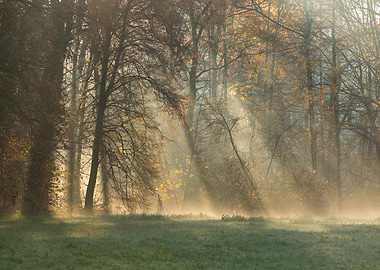 Misty Forest Sunrise