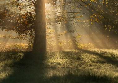 Sunbeams through autumn forest