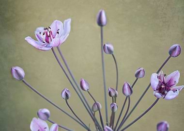 Delicate Pink and Purple Flowers and Buds