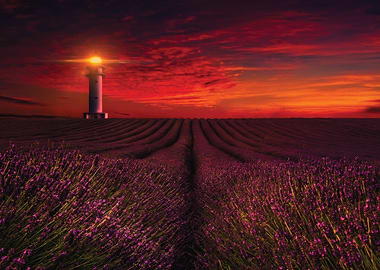 Lighthouse in Lavender Field at Sunset