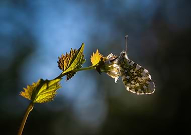 Butterfly on a plant with sunlight