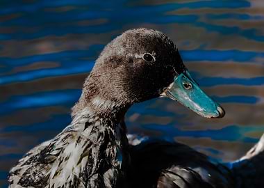 Close-up of a duck with blue beak