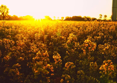 Golden Hour Rapeseed Field