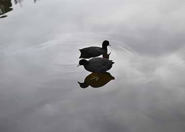 Two Coots Swimming in Water