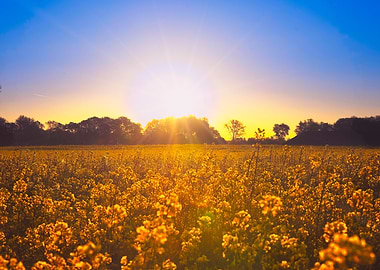 Golden Hour Over a Field of Yellow Rapeseed Flowers