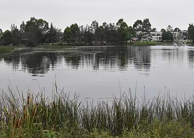 Lakeside with reeds and houses