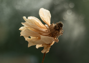 Withered Flower with Soft Bokeh Background