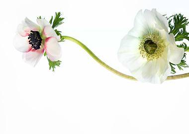Two Anemone Flowers on a Stem