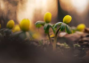 Yellow Winter Aconite Flowers Blooming