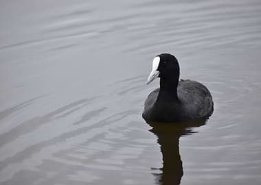 Eurasian Coot on Water