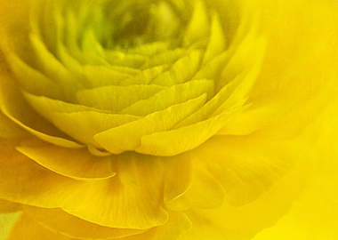 Yellow Flower