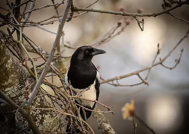 Magpie perched on a tree branch