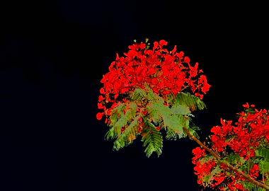 Red Flowers Against Black Background