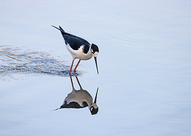 Black-Necked Stilt Reflection