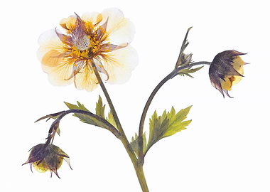 Pressed White and Yellow Flower with Buds
