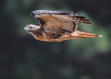 Red-Tailed Hawk Flyby