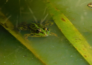 Frog in pond water