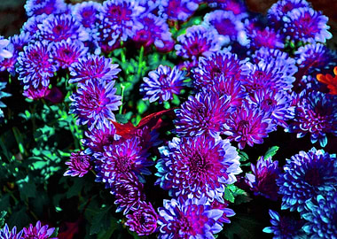 Vibrant Purple Chrysanthemums
