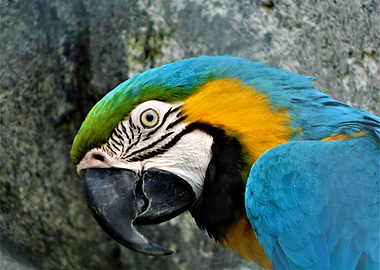 Close-up of a Blue and Gold Macaw
