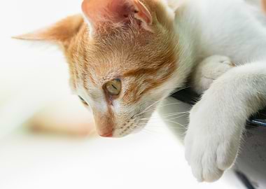 Close-up of a ginger and white cat