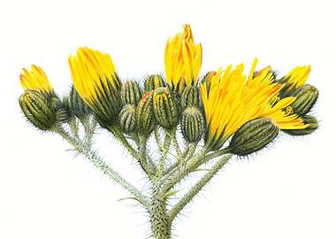 Hawkweed