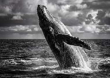 Humpback whale breaching in black and white