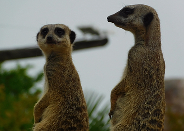Two Meerkats Standing Guard