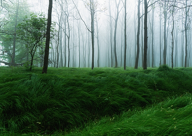 Misty Forest with Lush Green Grass