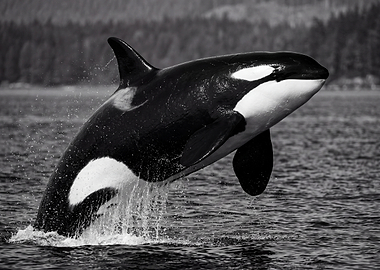 Orca whale breaching in water