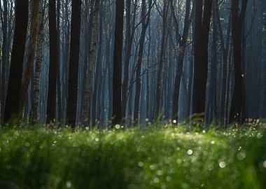 Misty Forest Morning with Green Grass