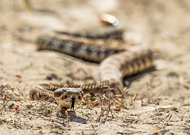 Rattlesnake on the Trail