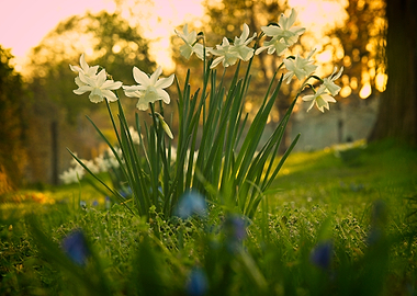 Daffodils in Golden Hour Light