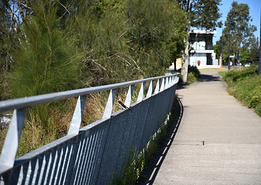 Willie Wagtail bird sitting on a railing by a path