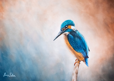 Kingfisher